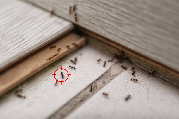 Best Pest Control Near Me in Salem, IL