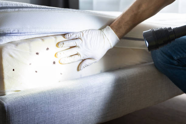 Best Commercial Pest Control Services  in Salem, IL