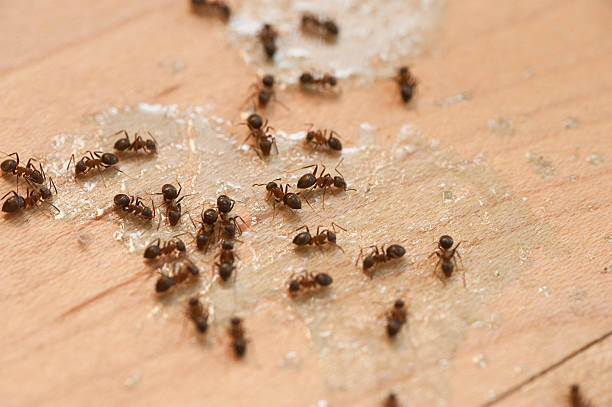 Best Best Pest Control Companies  in Salem, IL